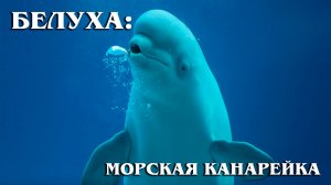 Белуха Морская "Канарейка" | Интересные факты про китов и дельфинов