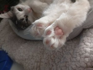 всем прявки