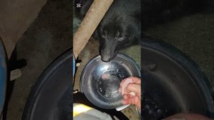 Новогодний ужин в приюте