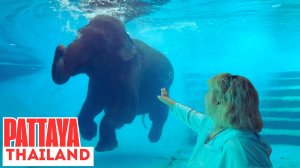 Лучший зоопарк Таиланда? Семейная поездка в Каокео рядом с Паттайей