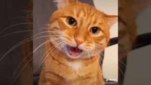 ПЕРЕЗАЛИВ ! #брайн мапс #TheKermitt#рекомендации#шортс#тигра