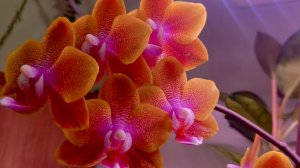 Обзор растений на второй полочке