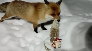 (1211) Лиса приходит в гости. Декабрь 2025