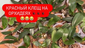 НАПАДЕНИЕ КРАСНОГО КЛЕЩА 🕷️на Орхидеи 😭😡#клещ #красныйклещорхидеи #борьбасклещемнаорхидеях