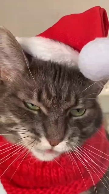 Новогодние пожелания от Кота Мороза! 🎅🎅🎅 смотреть онлайн