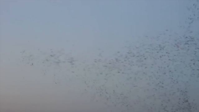 Гуляет лето смотреть онлайн