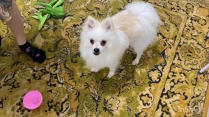 Переезд на юг. Новогодняя суета. Выписали нас. Погода как осенью. С наступающим!