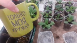 30.12.2025 Обзор растений садовых (вместо домашних).