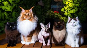 Новая версия ученых об  одомашнивании кошачьих