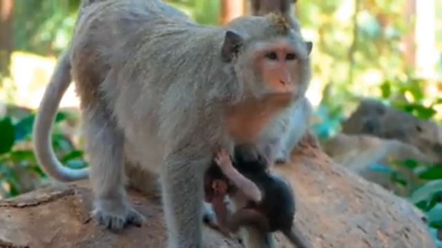 На подступах к молочным рекам и кисельным берегам     1000042993.mp4 смотреть онлайн