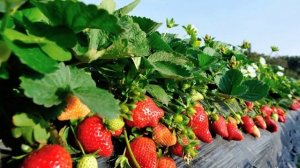 Как избавиться от гнили на клубнике!