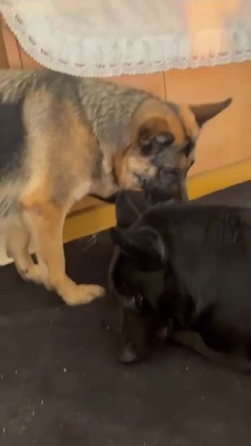 Щенки пришли к отцу. смотреть онлайн