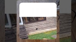 1000044224.mp4 (Собака смотрит на проектирование дома А-фрейм в графическом редакторе)