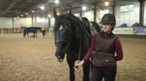 Год лошади 2026