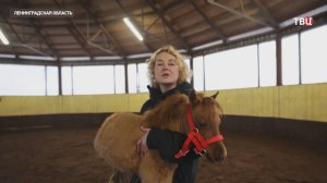 Как выглядит самый маленький в России конь: ростом он не выше собаки