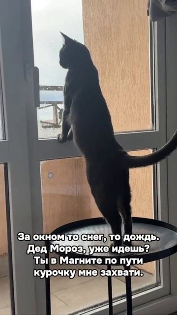 За окном то снег то дождь. Дед Мороз ты идешь? Ты в Магните по пути курочку мне захвати.