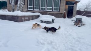 2025-12-31 Собачьи гонки - Накануне Нового Года!
