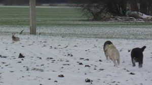 Охота на зайца с собаками сезон2025-2026г (28 часть)