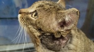 Вот и ёлка , Новый год!🎄 31-12-2025