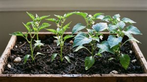 Посадка на рассаду перцев и баклажанов!