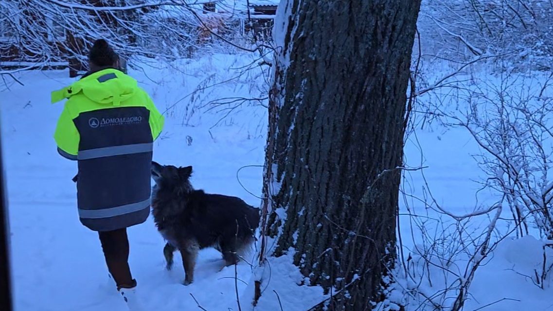 Утренний сюрприз для собак, пёстрый дятел и сбой в работе смотреть онлайн