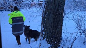 Утренний сюрприз для собак, пёстрый дятел и сбой в работе