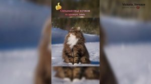 Смешные котики, доброе утро. #доброеутро #котики