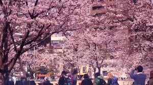 Bryulik - The Cherry Orchard