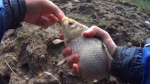 Рыбалка на карася, на кукурузу