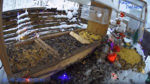 🔴 24 LIVE Кормушка. С НОВЫМ 2026 ГОДОМ!