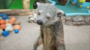 Малыши бинтуронгов уже освоились в новом вольере отдельно от родителей 30.12.2025