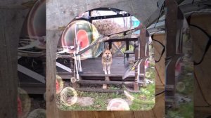 1000044220.mp4 (Собака смотрит на проектирование дома А-фрейм в графическом редакторе)