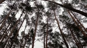 #красота  леса