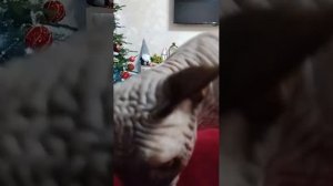 Стрим 25 (НОВОГОДНИЙ СТРИМ!)