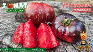 Томат «Убеждение» («Persuasion») победитель 2025 года на мероприятии «Томатомания 2025»