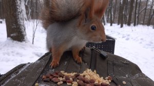 Покормил белок. Зарисовка