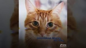 ПЕРЕЗАЛИВ ! #брайн мапс #TheKermitt#рекомендации#шортс