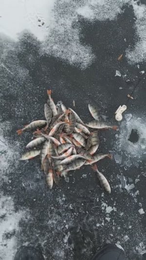 Толик открылся по зиме 44 окунями!