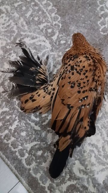 курица под кайфом смотреть онлайн