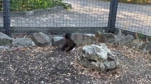 Для усмирения Анфисы мы отправились погулять к попугаям Гиви и Азе, они ее встретили не приветливо)