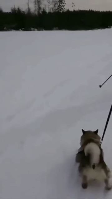 Хорошо, когда хозяйка катает смотреть онлайн