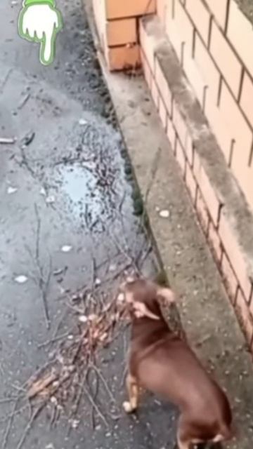 Video P смотреть онлайн