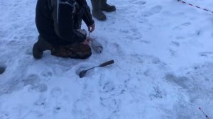 поимка форели на жерлицу