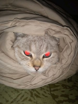 С Новым годом