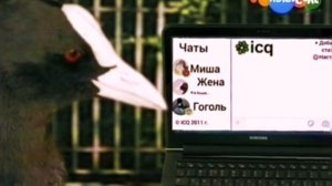 Лысусель вырезанный фрагмент 31 декабря 2012 года