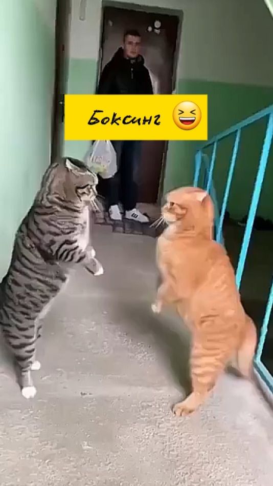 Разборки котов! Забавные животные. Приколы с котами. смотреть онлайн