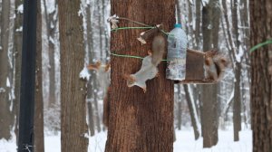 Утро в парке. Зарисовка