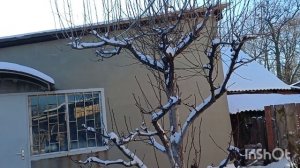 Прилетел фазан.Всех моих друзей с НАСТУПАЮЩИМНОВЫМ ГОДОМ.😘😘😘❤️❤️❤️🌲🌲🌲🍾🍾🍾🥂🥂🥂