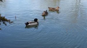 Ожидание весны