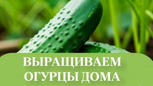 НОВОГОДНИЙ УРОЖАЙ ОГУРЧИКОВ.